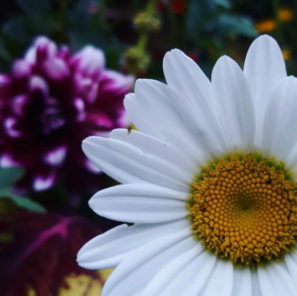 Meet your Posher, Jessica - Picture 1 of 1